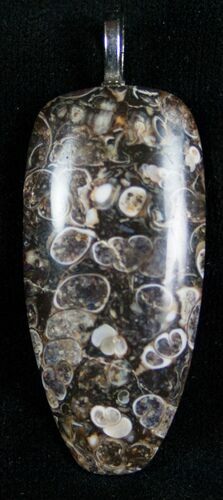 Fossil Turritella/Snail Pendant #7248